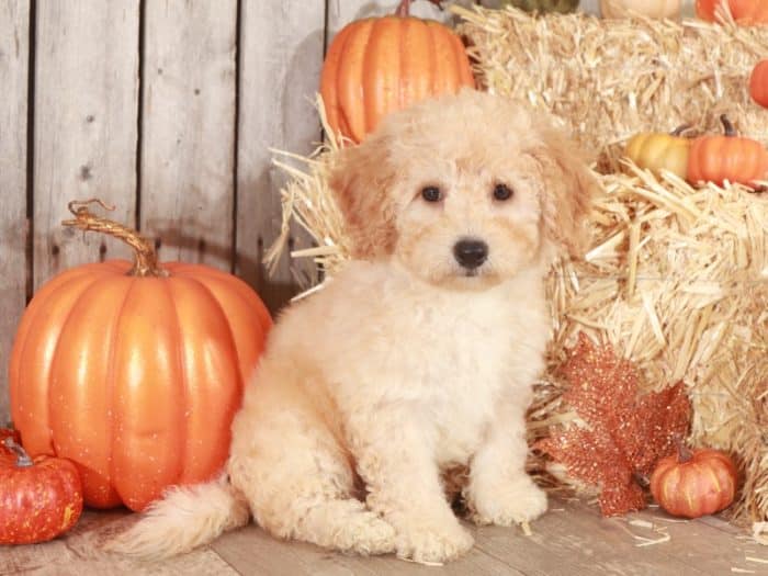 Goldendoodle puppy