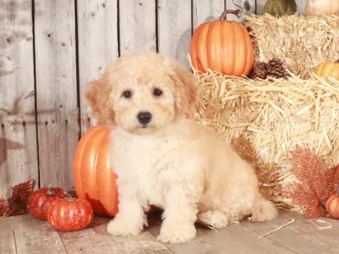 Goldendoodle puppy