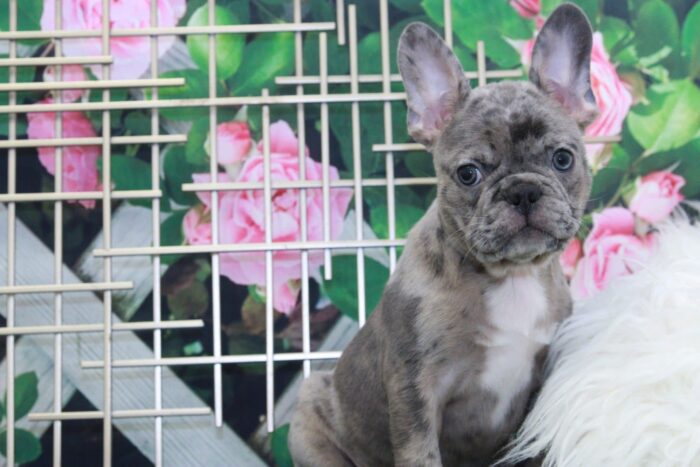 Blue - Handsome Male Frenchton Puppy - Image 3