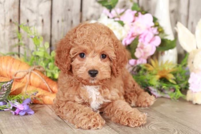 Blue - Rockin, Little, Red, F1B, Cavapoo