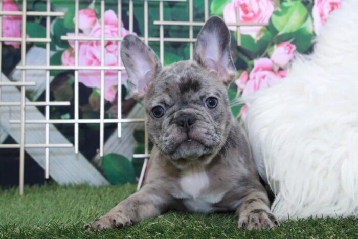 Blue - Handsome Male Frenchton Puppy