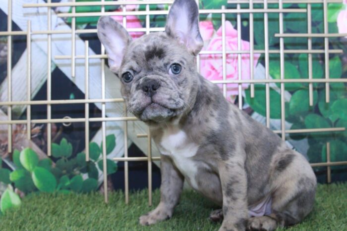Blue - Handsome Male Frenchton Puppy - Image 2