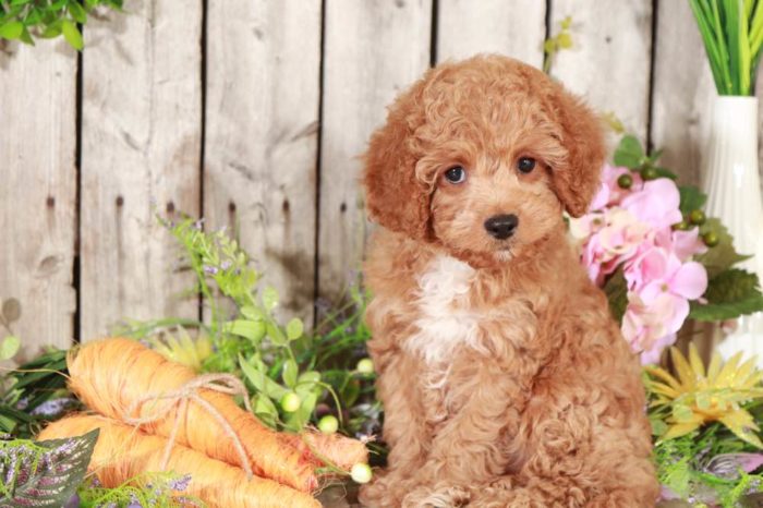 Blue - Rockin, Little, Red, F1B, Cavapoo - Image 6