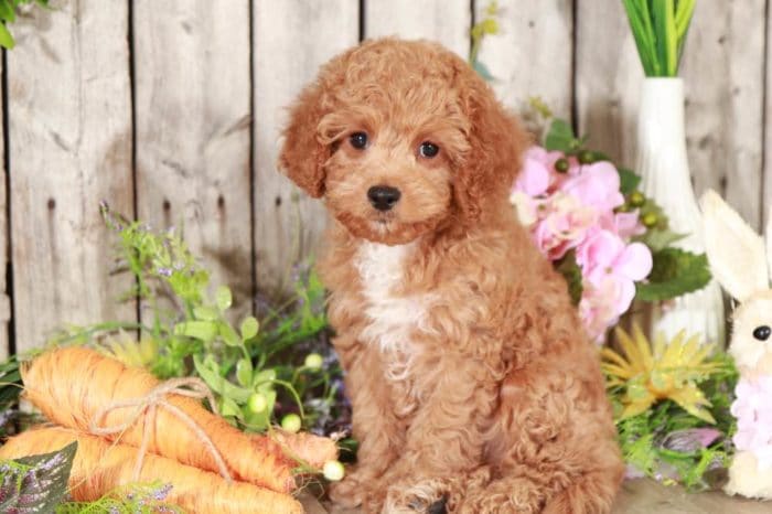 Blue - Rockin, Little, Red, F1B, Cavapoo - Image 2