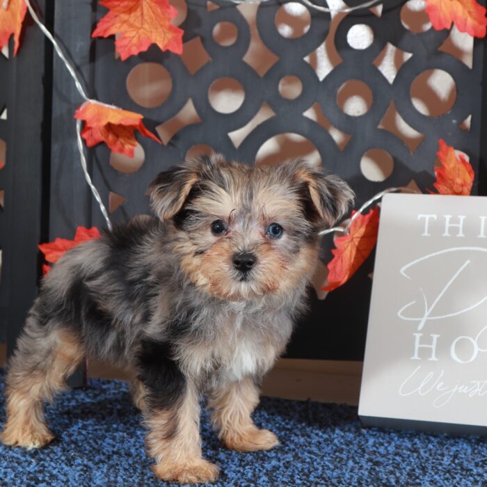 Blueberry- Adorable Teacup Yorkie-Poo Puppy - Image 2