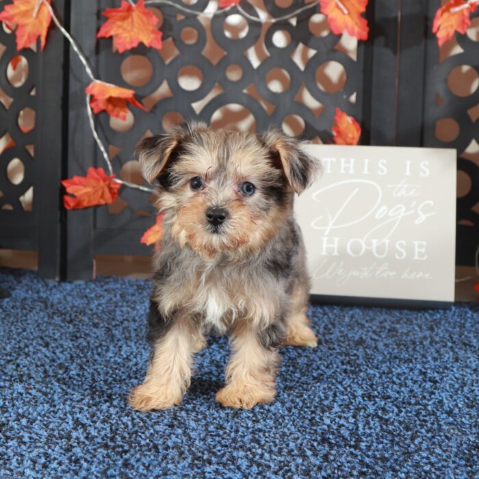 Blueberry- Adorable Teacup Yorkie-Poo Puppy - Image 3