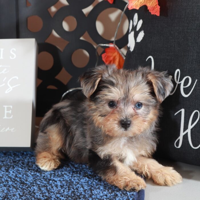 Blueberry- Adorable Teacup Yorkie-Poo Puppy - Image 4