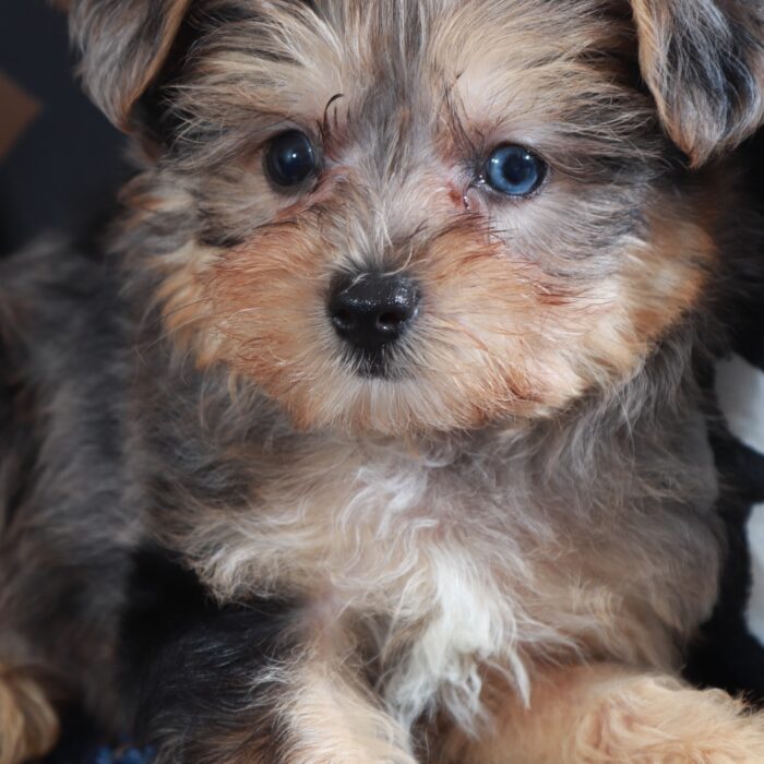 Blueberry- Adorable Teacup Yorkie-Poo Puppy - Image 5