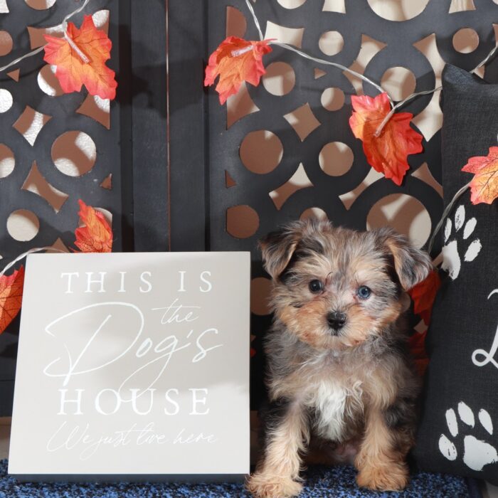 Blueberry- Adorable Teacup Yorkie-Poo Puppy - Image 6
