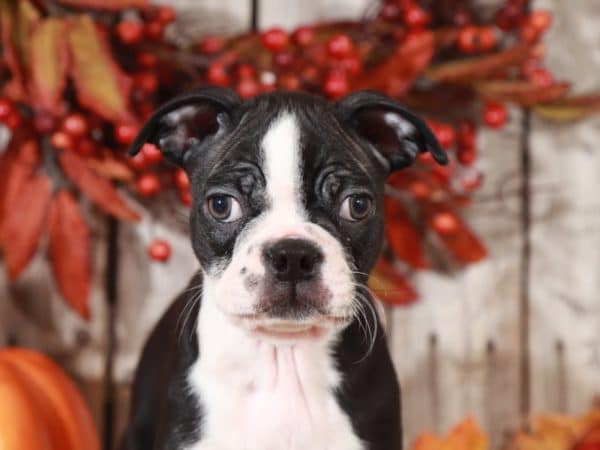 Bobo Dapper Boston Terrier Puppies Online