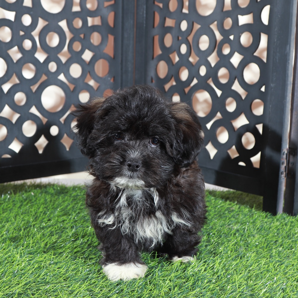 Bonnie-Precious Female Shorkie Puppy