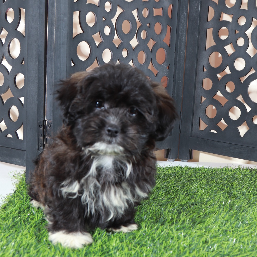 Bonnie-Precious Female Shorkie Puppy - Image 2