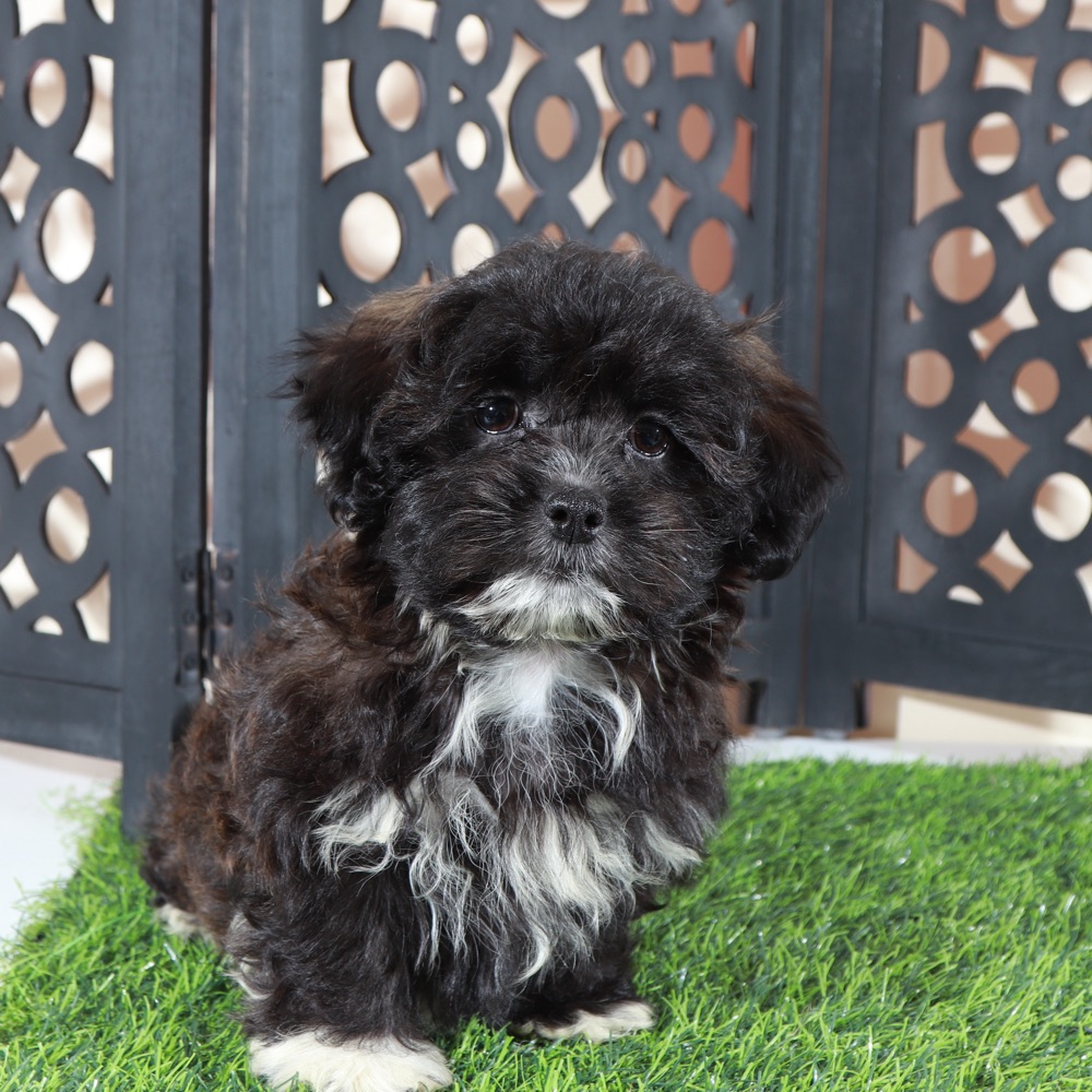 Bonnie-Precious Female Shorkie Puppy - Image 3