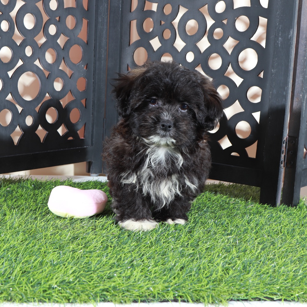 Bonnie-Precious Female Shorkie Puppy - Image 4