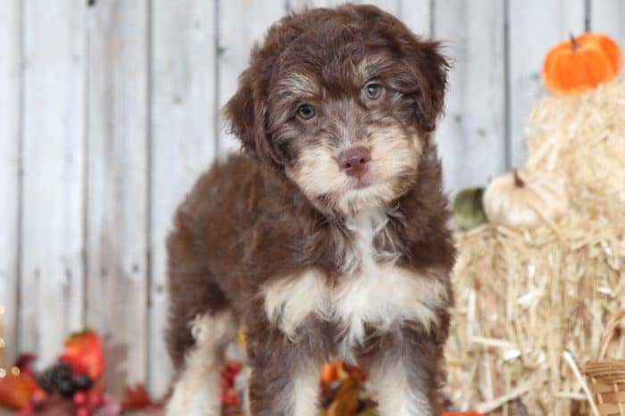 Boo - Smart Aussie Poo