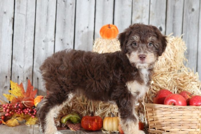 Boo - Smart Aussie Poo - Image 2