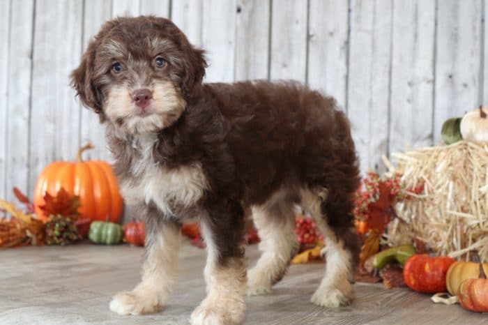 Boo - Smart Aussie Poo - Image 3