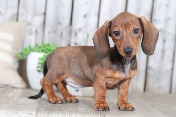 Boomer - Knockout Dachshund