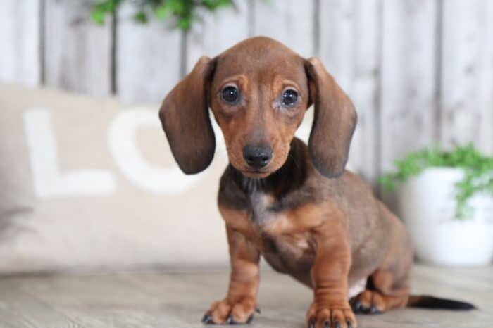 Boomer - Knockout Dachshund - Image 4