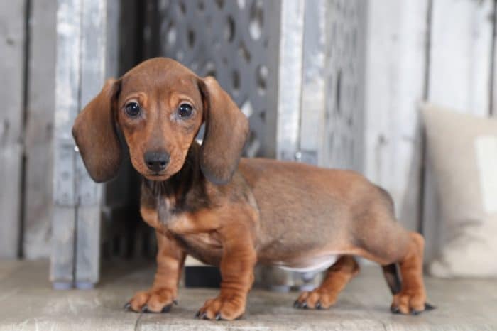 Boomer - Knockout Dachshund - Image 5