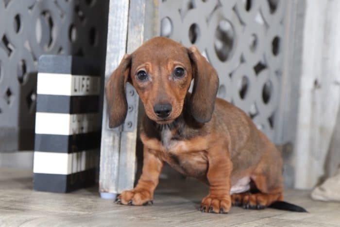 Boomer - Knockout Dachshund - Image 2