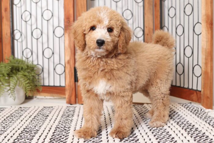 Boone  - Dashing Little ACA Male Standard Poodle Puppy