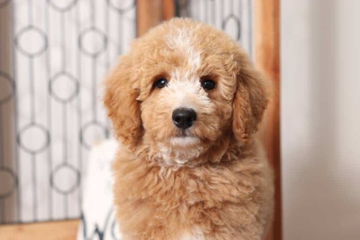 Boone  - Dashing Little ACA Male Standard Poodle Puppy - Image 2