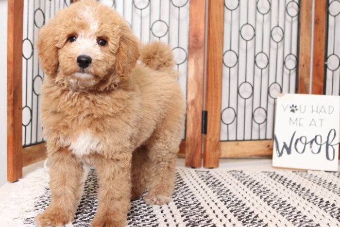 Boone  - Dashing Little ACA Male Standard Poodle Puppy - Image 3