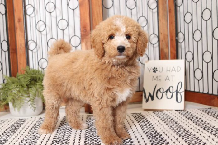 Boone  - Dashing Little ACA Male Standard Poodle Puppy - Image 4