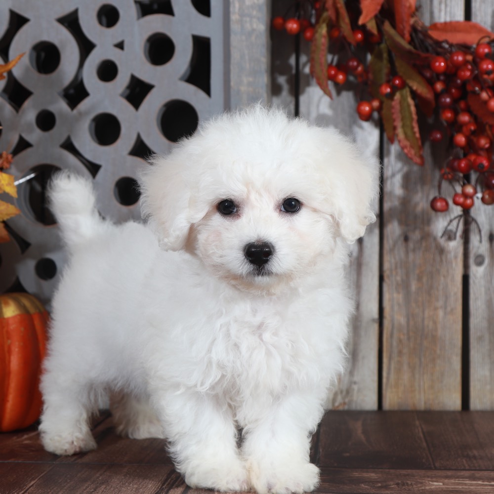 Boots Precious Bichon Frise Puppies Online