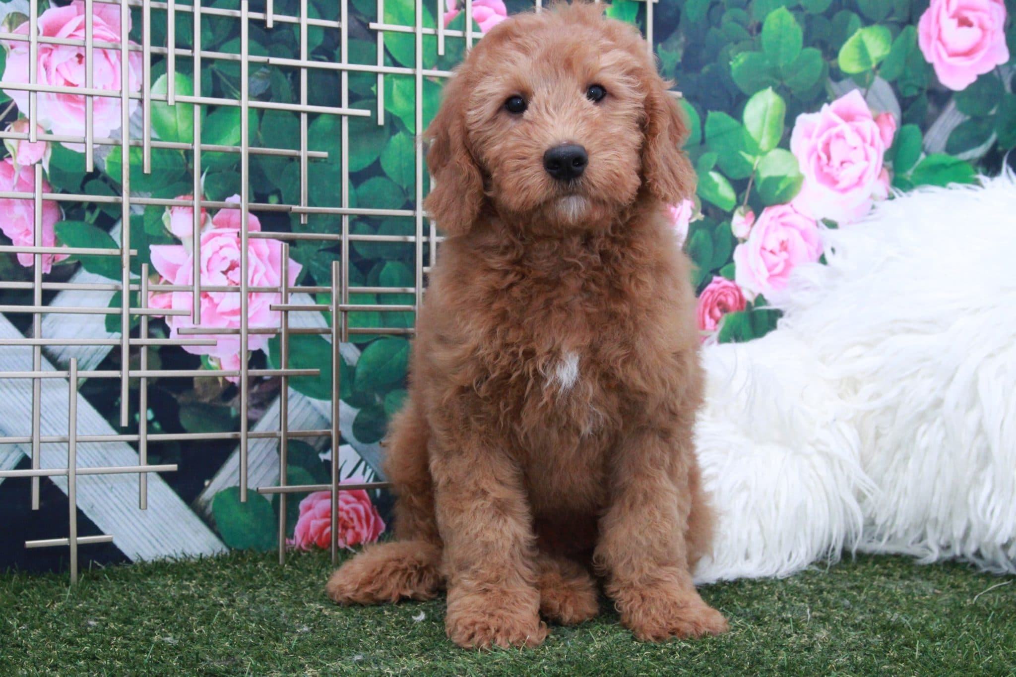 Boris - Cuddly Male Mini Goldendoodle Puppy