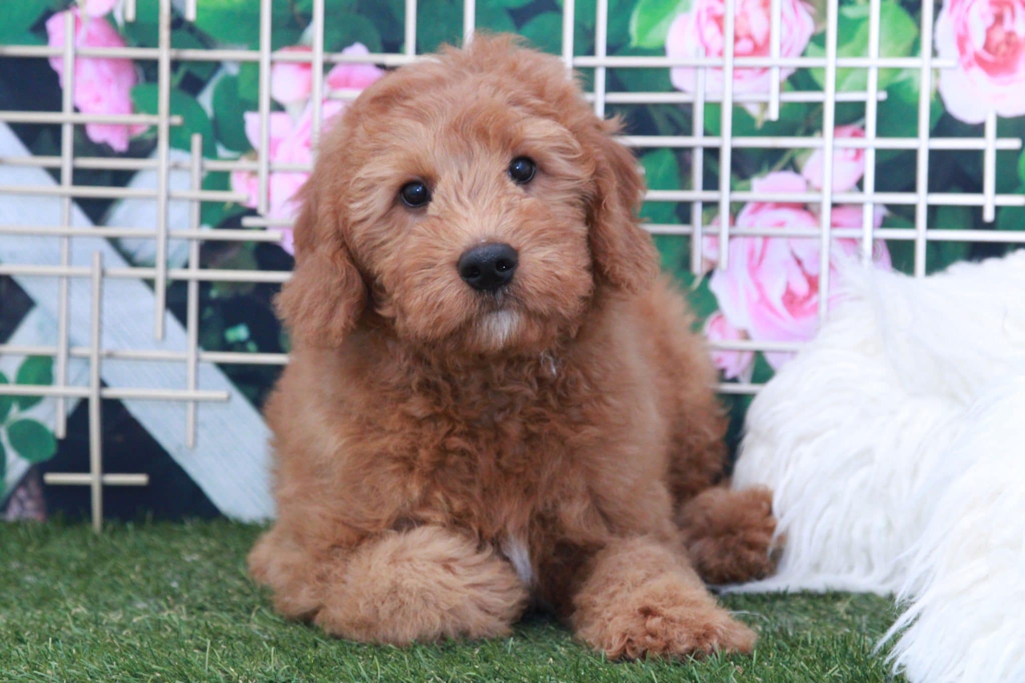 Boris - Cuddly Male Mini Goldendoodle Puppy - Image 3
