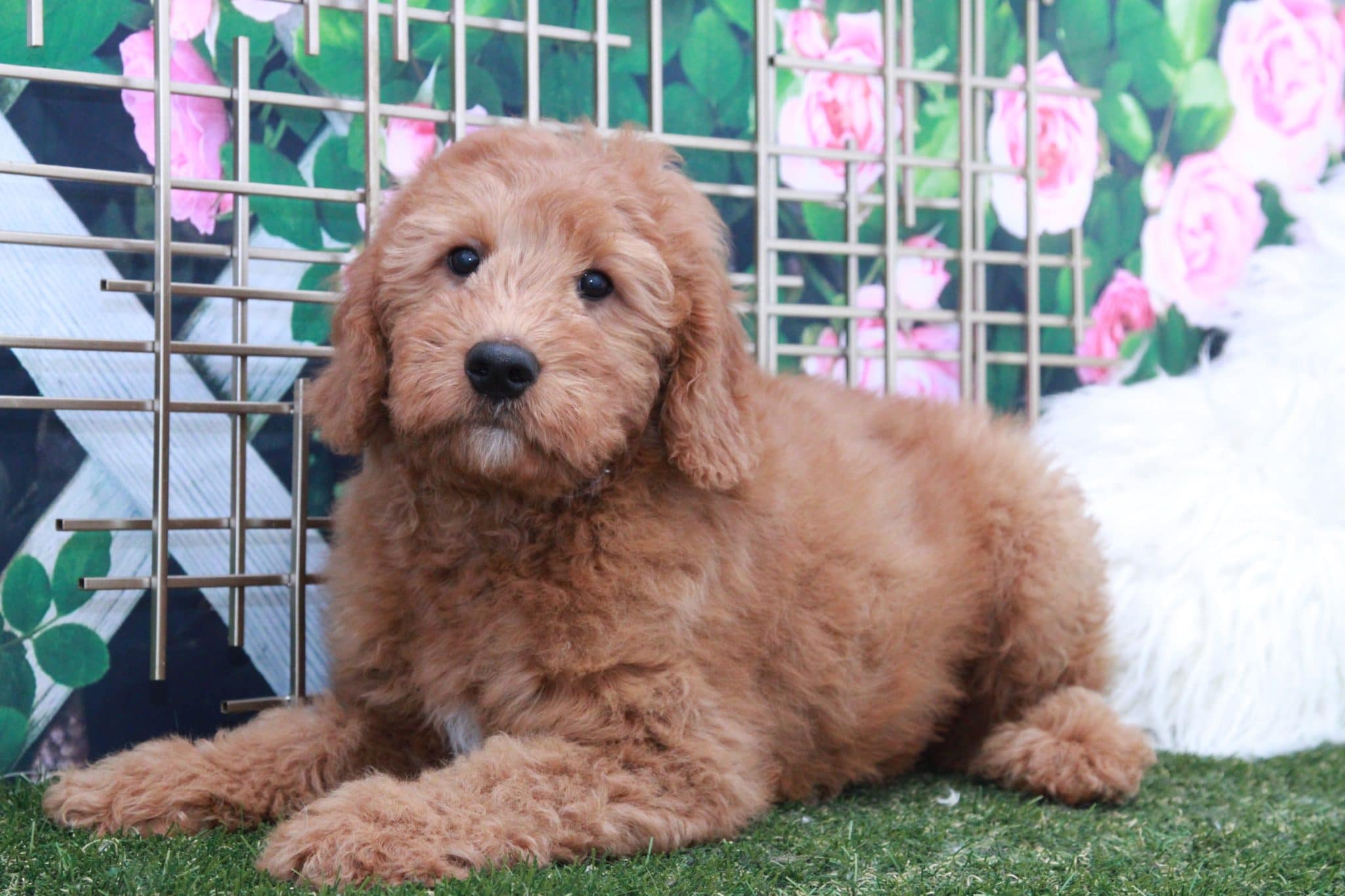 Boris - Cuddly Male Mini Goldendoodle Puppy - Image 4