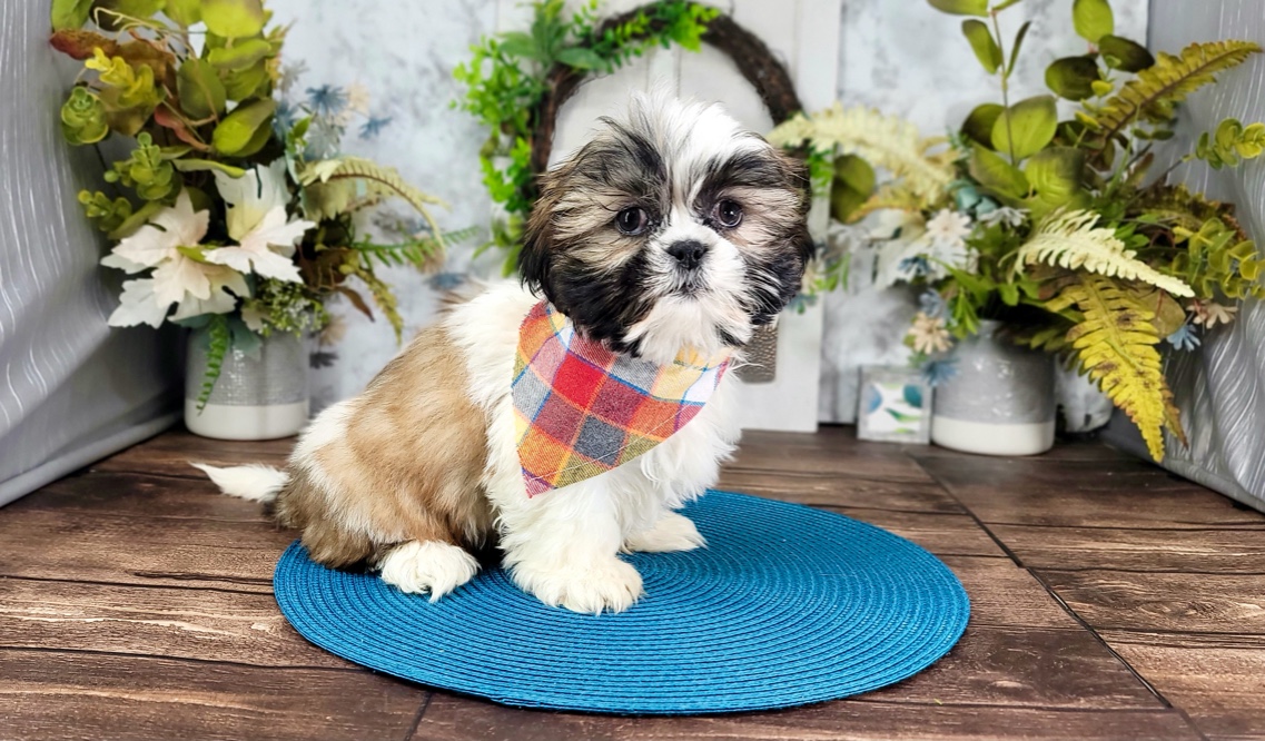 Bosco - Happy ACA Shih Tzu Puppy for Sale in Florida - Image 3