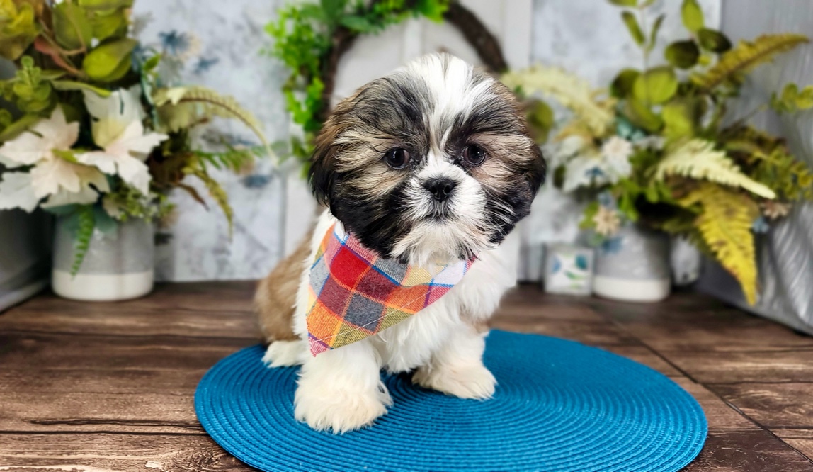 Bosco - Happy ACA Shih Tzu Puppy for Sale in Florida - Image 2