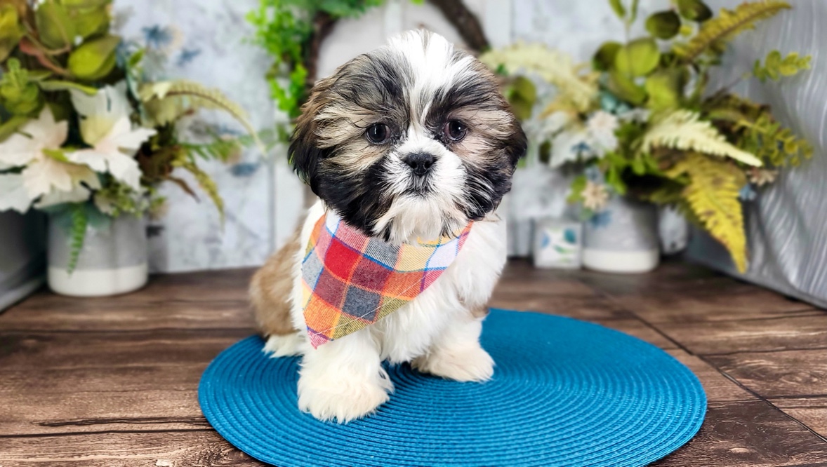 Bosco - Happy ACA Shih Tzu Puppy for Sale in Florida