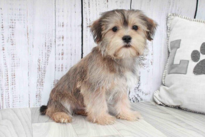 Boss- Perfect Brown and White Male Shorkie Puppy
