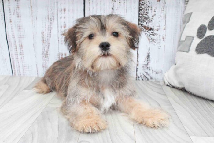Boss- Perfect Brown and White Male Shorkie Puppy - Image 2