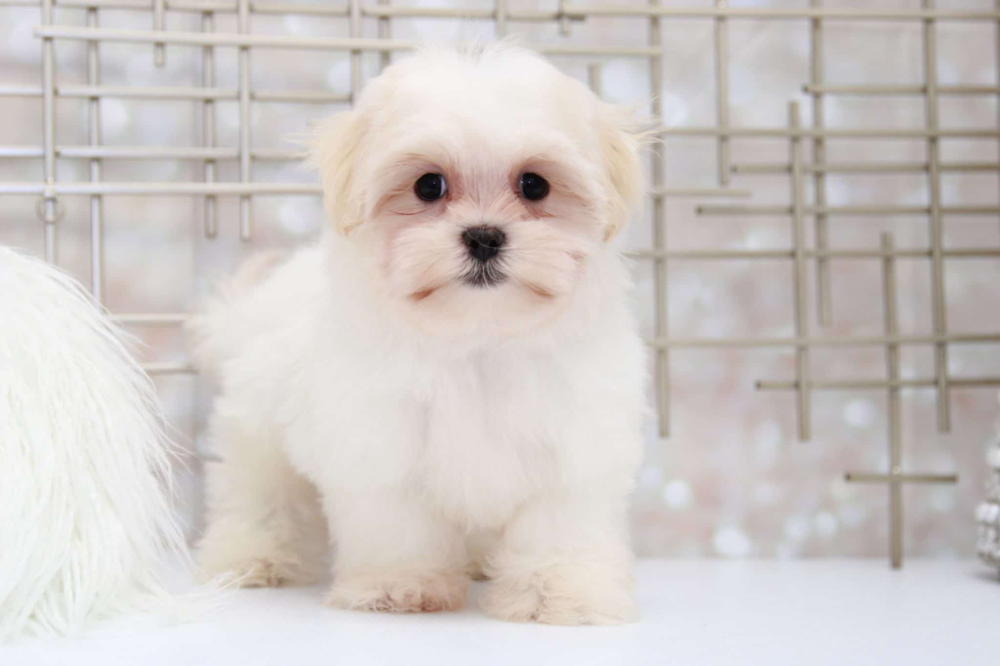 Brady- Happy Male Mal-Shi Puppy - Image 2