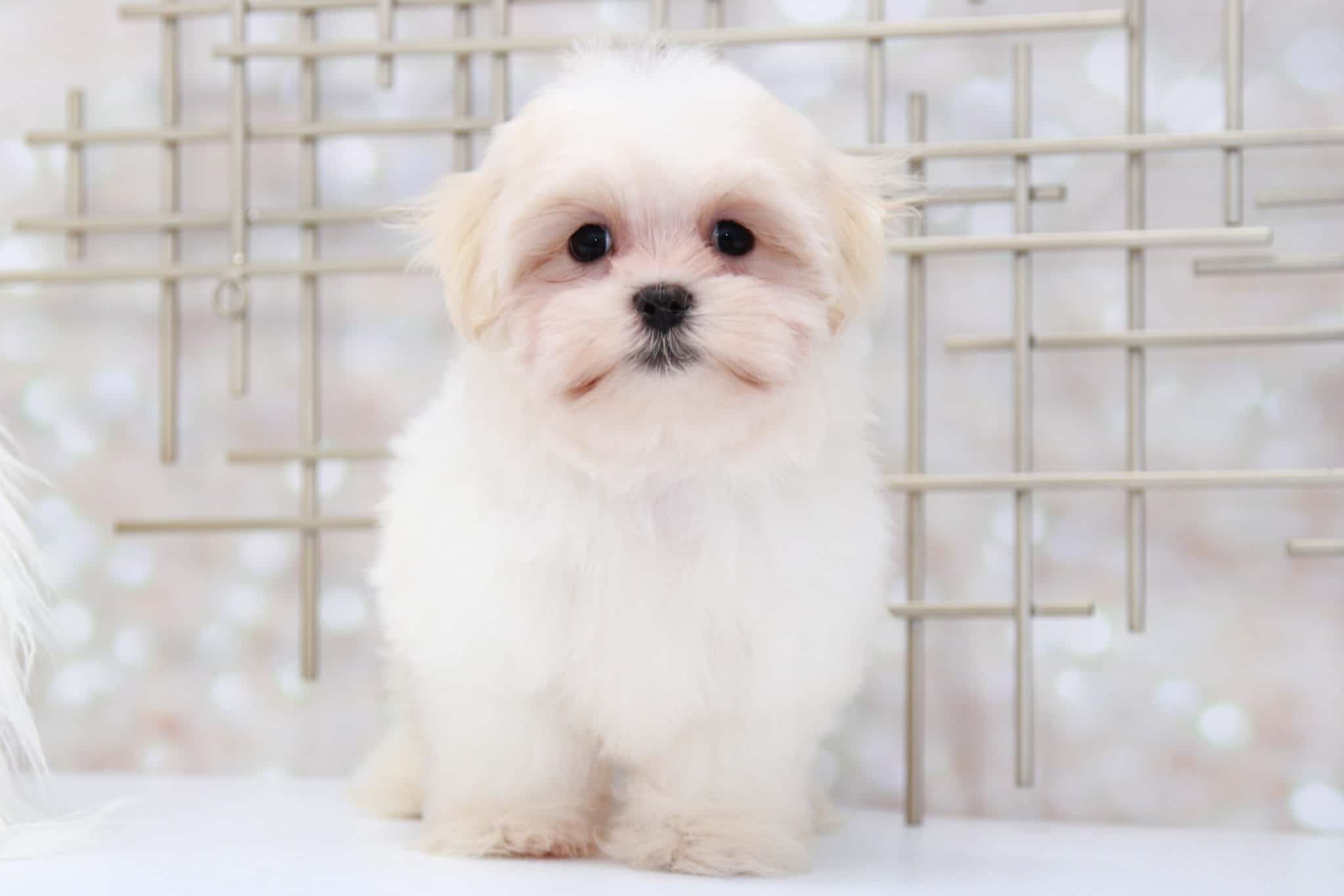 Brady- Happy Male Mal-Shi Puppy