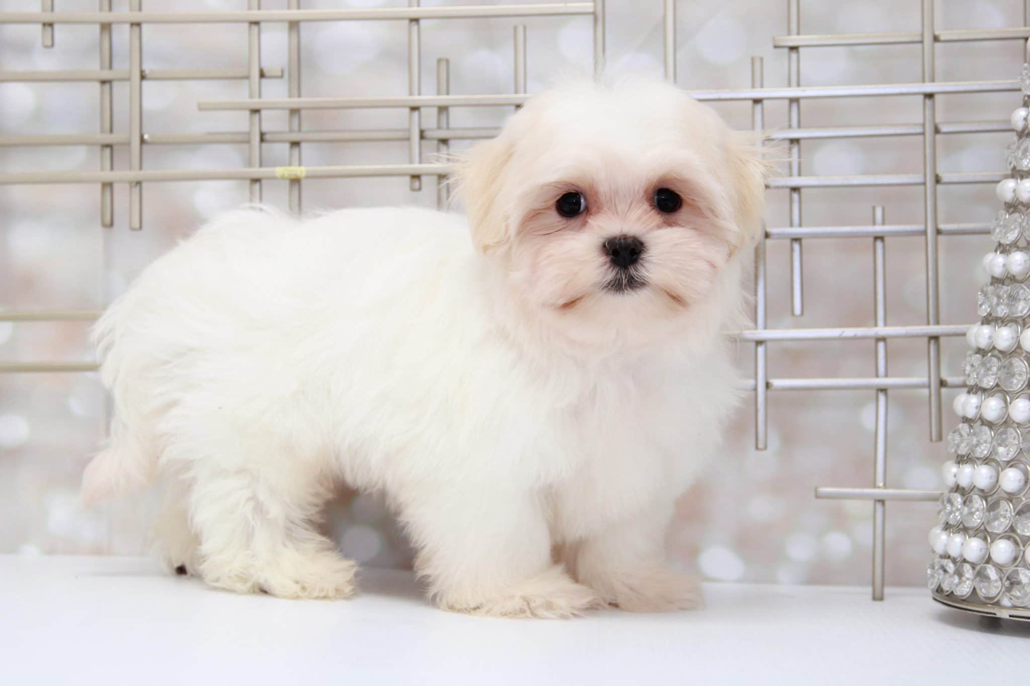 Brady- Happy Male Mal-Shi Puppy - Image 6
