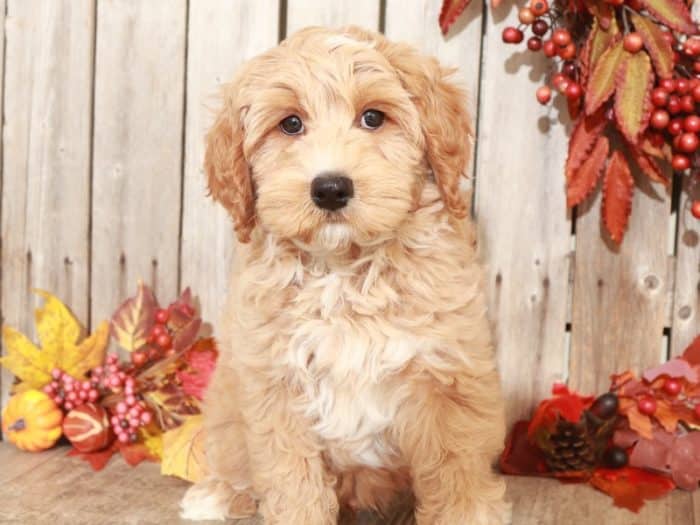 Branch - Cute Mini Goldendoodle Puppy - Image 4