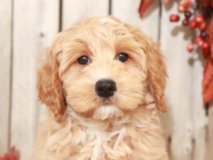 Branch - Cute Mini Goldendoodle Puppy - Image 3