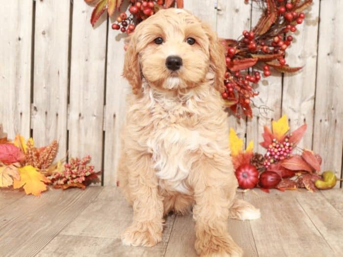 Branch - Cute Mini Goldendoodle Puppy