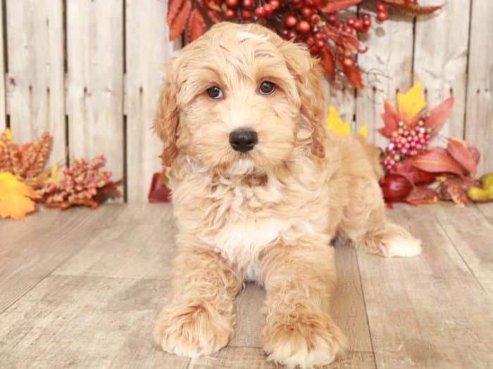 Branch - Cute Mini Goldendoodle Puppy - Image 2