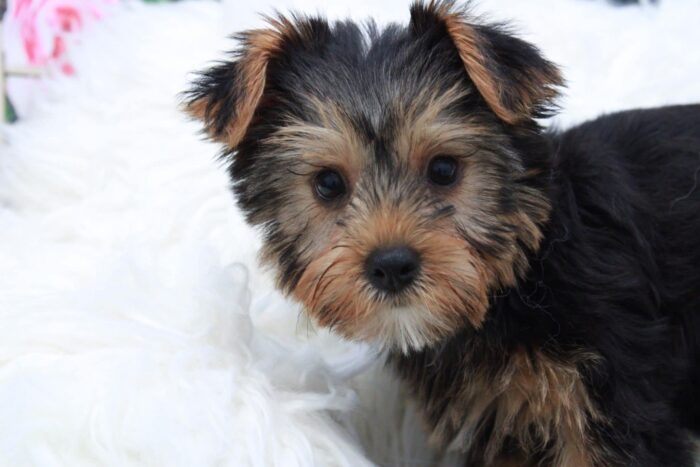Brandy- Gorgeous Female Yorkie Puppy - Image 3