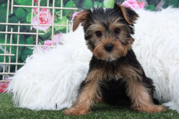 Brandy- Gorgeous Female Yorkie Puppy - Image 2