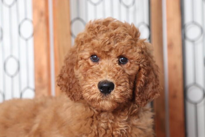 Bree - Stunning Red Female Goldendoodle Puppy - Image 2