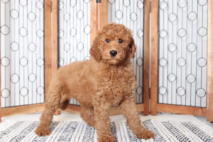 Bree - Stunning Red Female Goldendoodle Puppy - Image 3