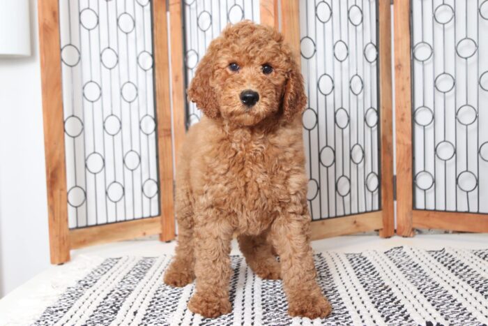 Bree - Stunning Red Female Goldendoodle Puppy - Image 4